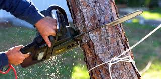 Best Tree Health Inspection  in Whitesburg, KY