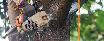 Best Root Management and Removal  in Whitesburg, KY