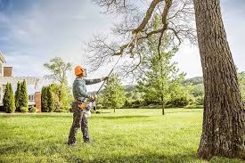 Best Root Management and Removal  in Whitesburg, KY