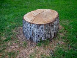 Best Commercial Tree Services  in Whitesburg, KY