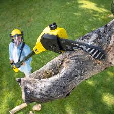 Best Storm Damage Tree Cleanup  in Whitesburg, KY
