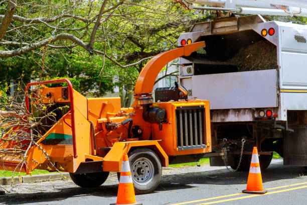 Best Tree Preservation Services  in Whitesburg, KY