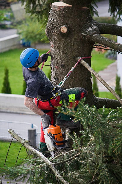 Best Lawn Watering Services  in Whitesburg, KY