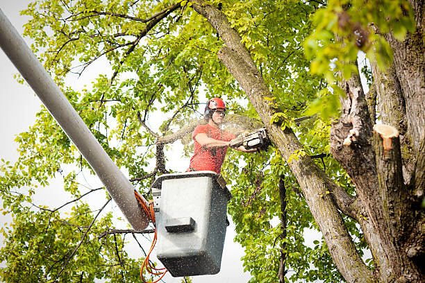 How Our Tree Care Process Works  in  Whitesburg, KY