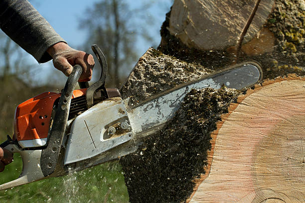 Best Tree Cabling and Bracing  in Whitesburg, KY